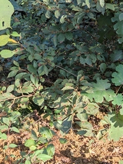 Lindera erythrocarpa