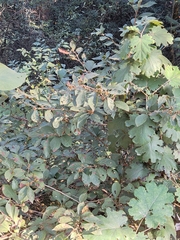 Lindera erythrocarpa