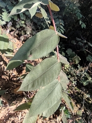 Zanthoxylum ailanthoides