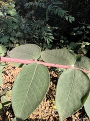 Zanthoxylum ailanthoides