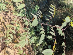 Zanthoxylum ailanthoides