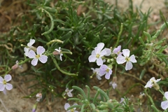 Dontostemon perennis