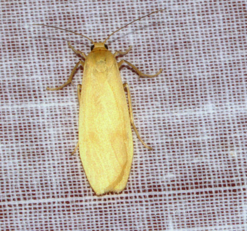 Tigrioides sabulosalis
