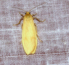 Tigrioides sabulosalis