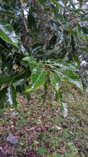Image of Quercus morii by (c) Cheng-Te Hsu, some rights reserved (CC BY)