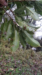 Quercus morii