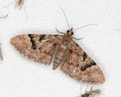 Mnesiloba eupitheciata