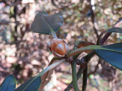 Rhododendron degronianum, photograph Marco Mussita, CC BY, iNaturalist via GBIF