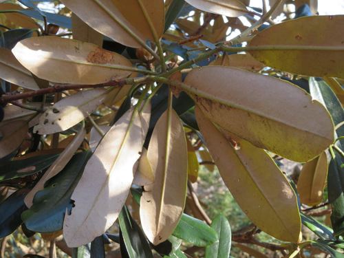 Rhododendron degronianum, photograph 2