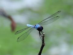 Brachydiplax duivenbodei