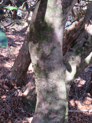 Rhododendron degronianum, photograph 3