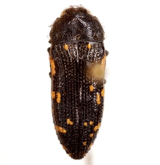 Acmaeodera ornata