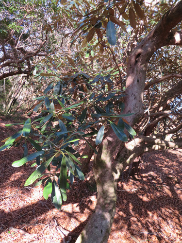 Rhododendron degronianum, photograph 4