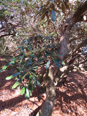 Rhododendron degronianum, photograph Marco Mussita, CC BY, iNaturalist via GBIF