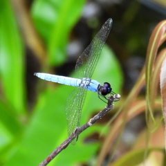 Brachydiplax duivenbodei