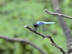 Brachydiplax duivenbodei