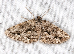 Hypomecis externaria