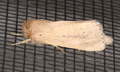 Bathytricha truncata