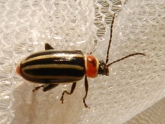 Disonycha pensylvanica