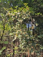 Camellia oleifera