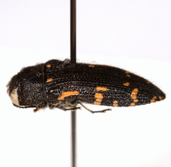 Acmaeodera ornata