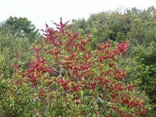 Ilex rotunda