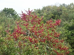 Ilex rotunda