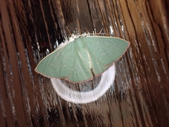 Prasinocyma semicrocea