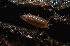 Trichoniscus pusillus