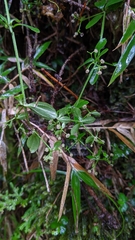 Galium formosense