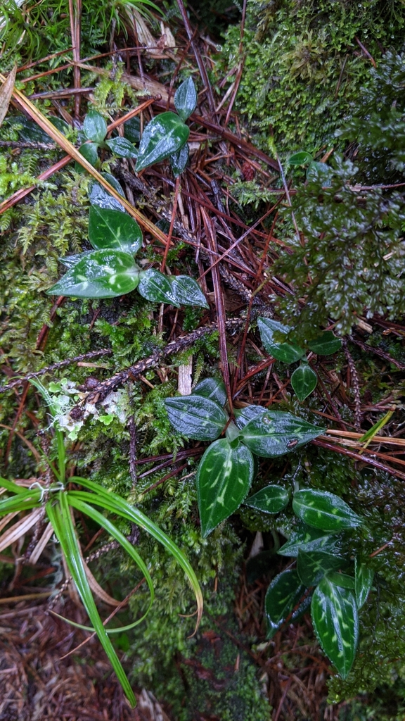 Goodyera maculata
