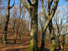Fagus crenata