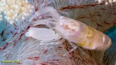 Synalpheus neomeris