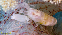 Synalpheus neomeris