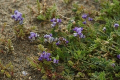 Oxytropis glabra