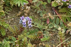 Oxytropis glabra