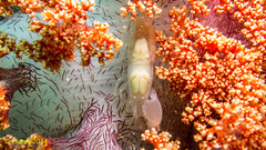 Synalpheus neomeris