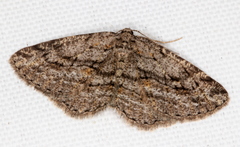 Zermizinga sinuata