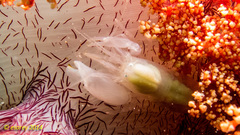 Synalpheus neomeris