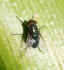 Cochliomyia