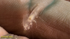Synalpheus neomeris