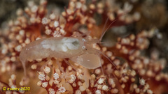 Synalpheus neomeris