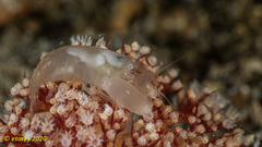 Synalpheus neomeris