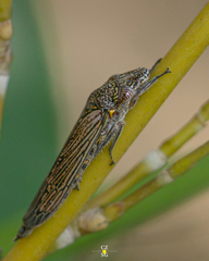 Homalodisca elongata