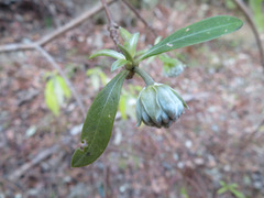 Edgeworthia chrysantha
