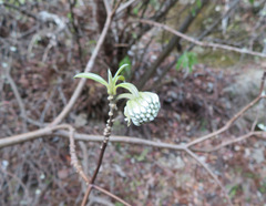Edgeworthia chrysantha