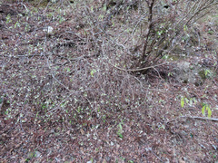 Edgeworthia chrysantha