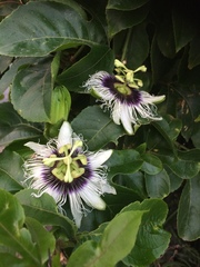 Passiflora edulis flavicarpa