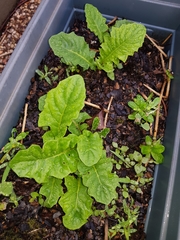 Beta vulgaris vulgaris