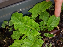 Beta vulgaris vulgaris